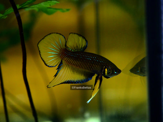 Wild Betta Splenden Yellow High quality Male - FranksBettas bloodlines
