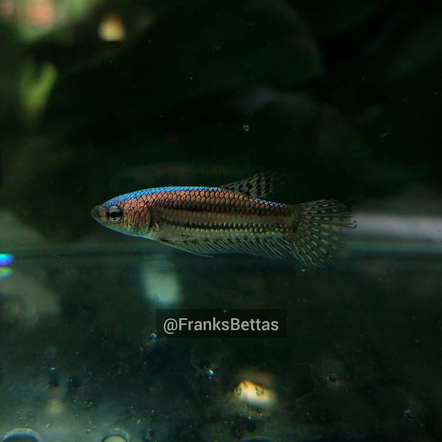 Alien copper Female High Quality - FranksBettas bloodline