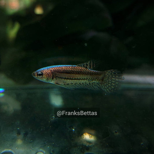 Alien copper Female High Quality - FranksBettas bloodline