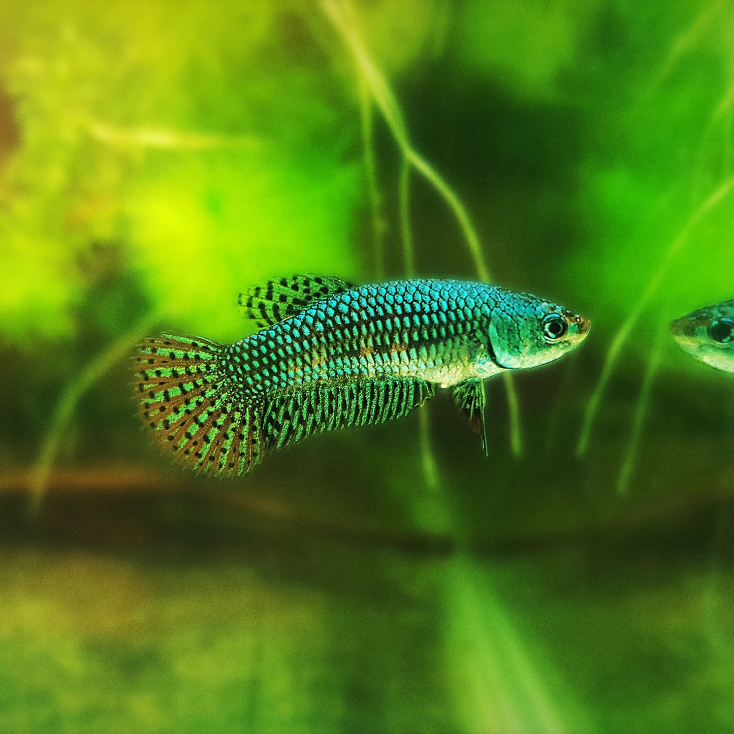 Alien Betta Green Female - FranksBettas Bloodline