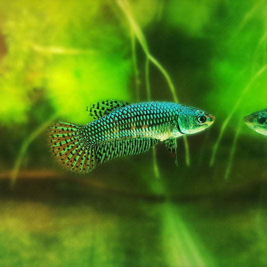 Alien Betta Green Female - FranksBettas Bloodline