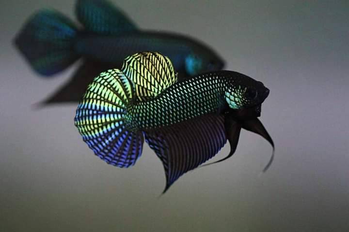 Betta smaragdina guitar