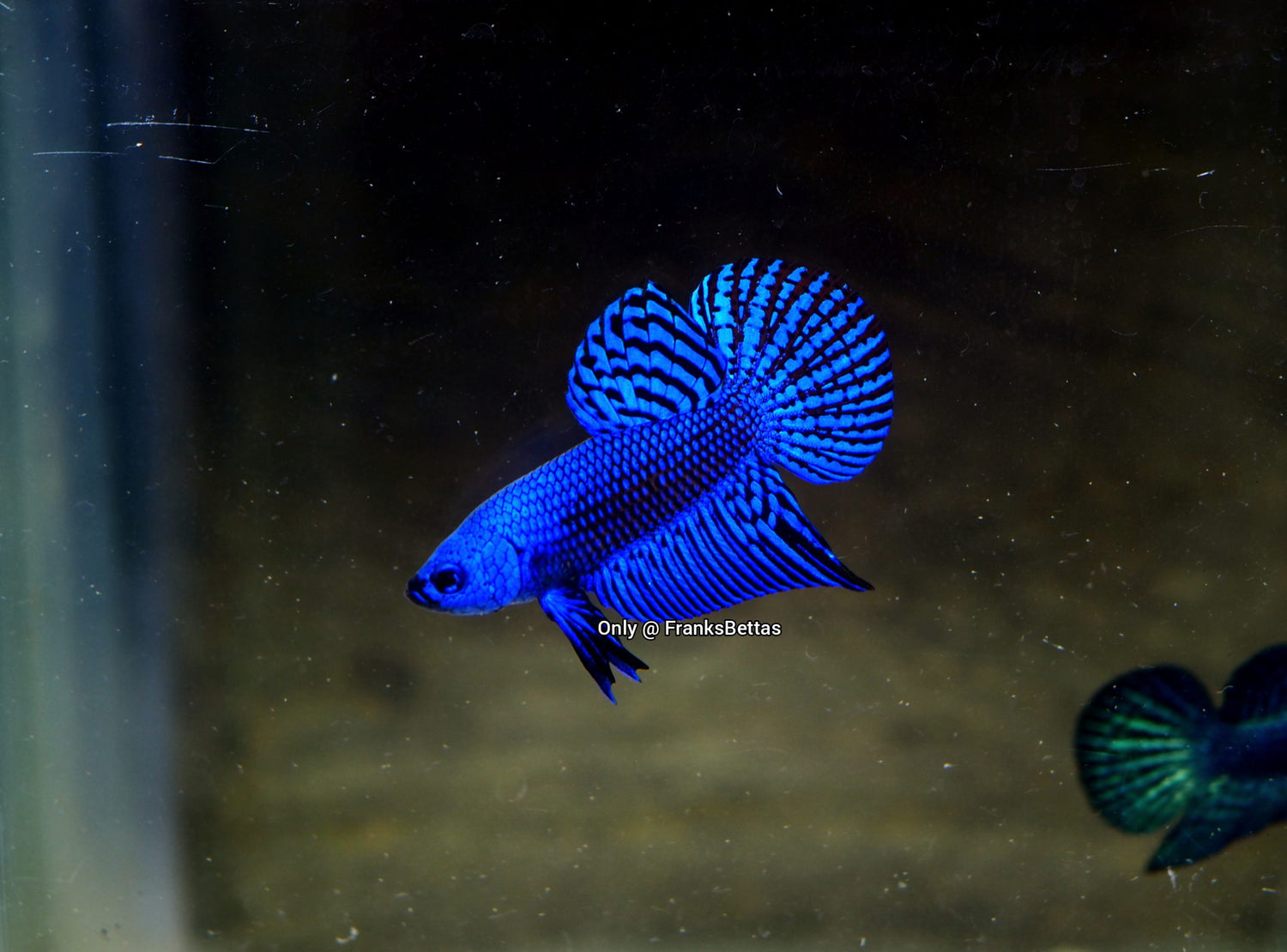 Alien Betta Blue