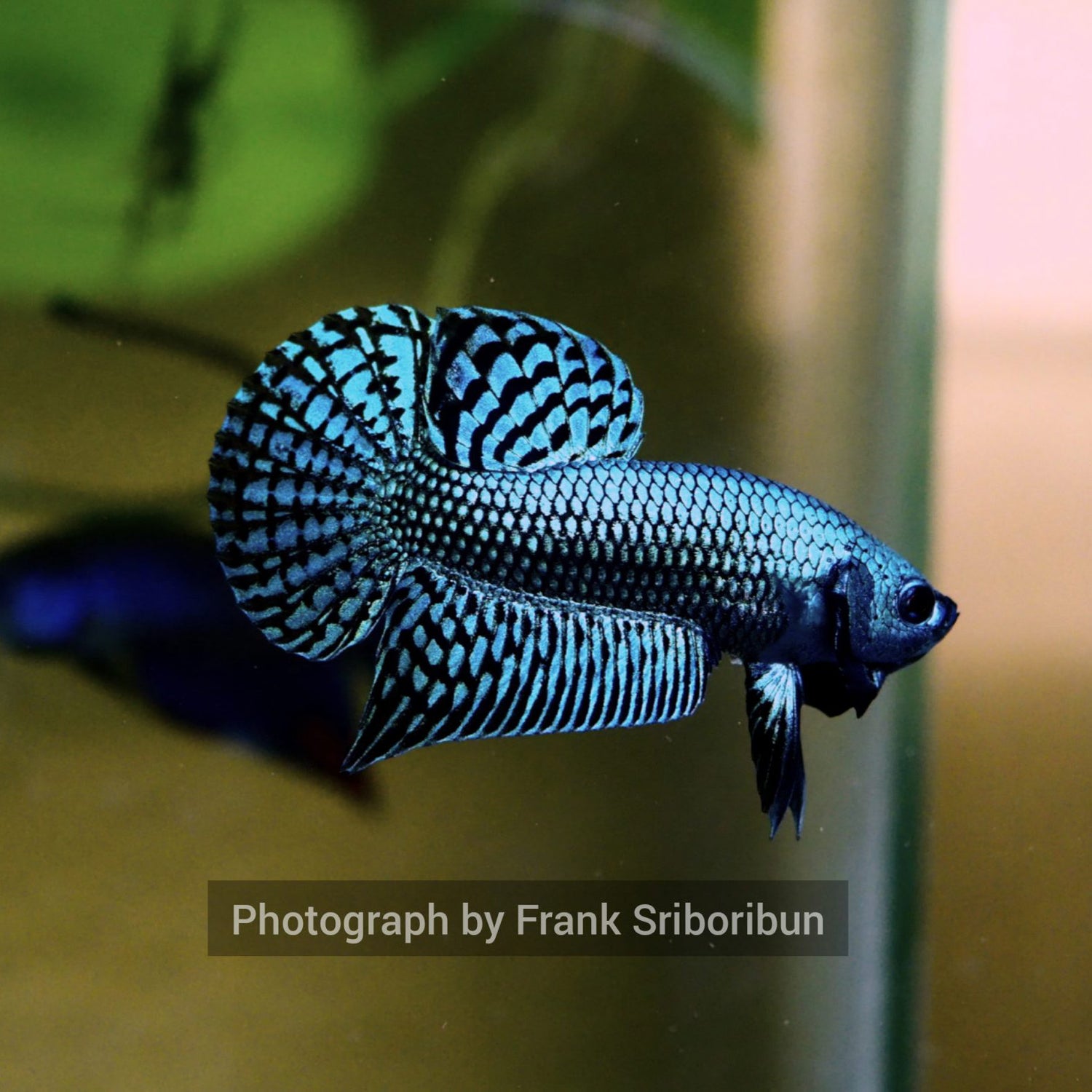 Alien Betta Steel Grey