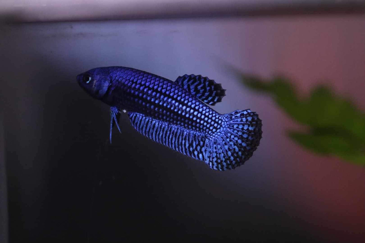 Wild Betta Alien Hybrid Blue High Quality Female – FranksBettas Genetics