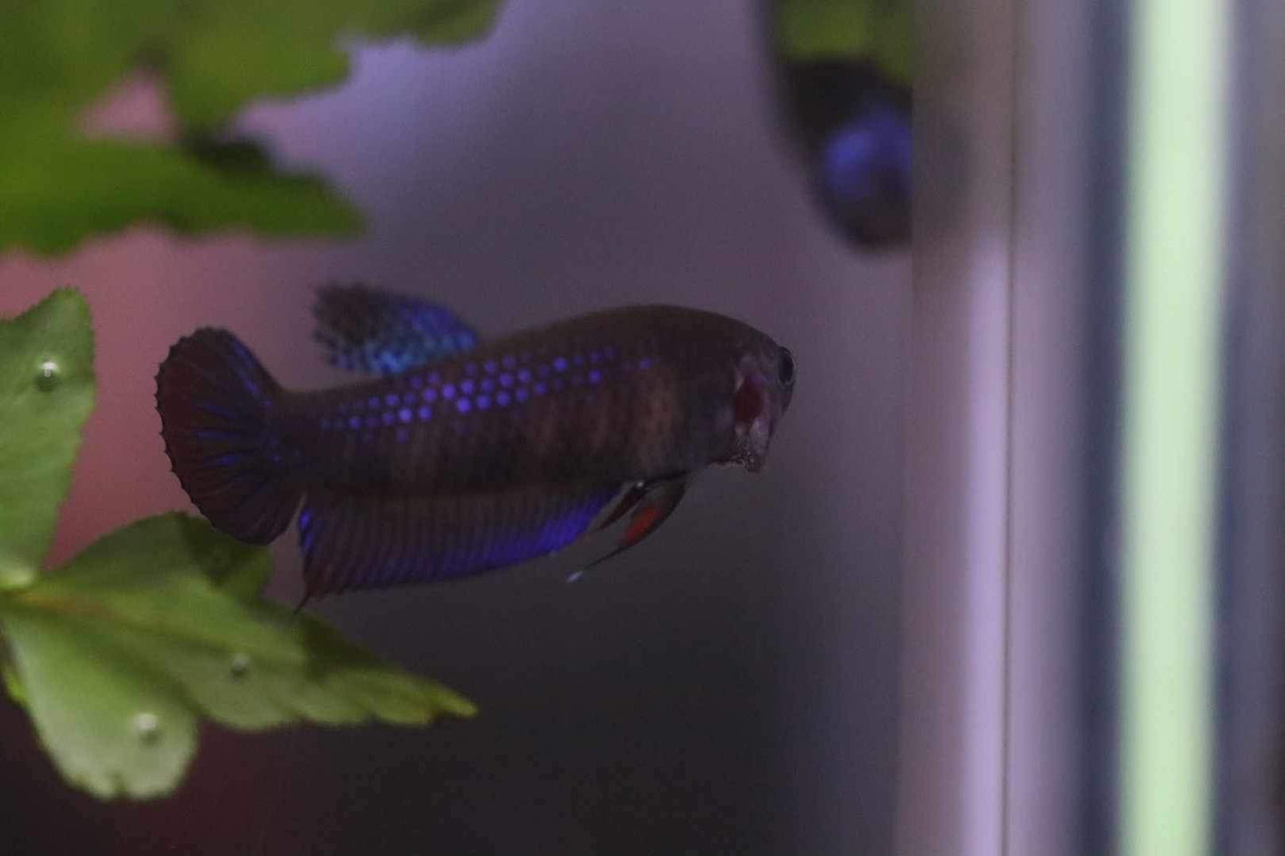 Wild Betta Imbellis Blue  HIGH QUALITY FEMALE- FranksBettas Genetics