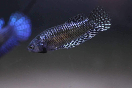 Alien Betta Steel/Grey Female - FranksBettas Bloodline