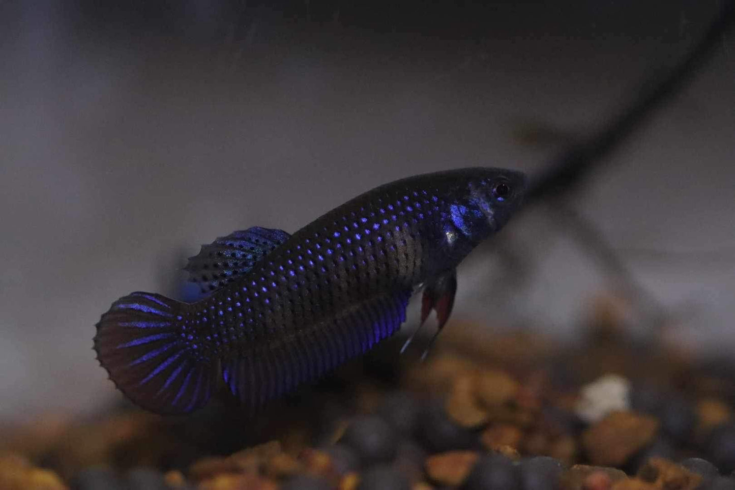 Wild Betta Imbellis Blue  HIGH QUALITY FEMALE- FranksBettas Genetics