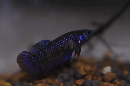 Wild Betta Imbellis Blue  HIGH QUALITY FEMALE- FranksBettas Genetics