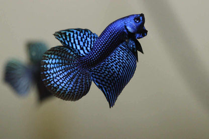 Alien Halfmoon Male - Blue