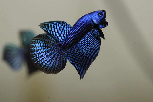 Alien Betta largetail Male - Rare - FranksBettas Bloodline
