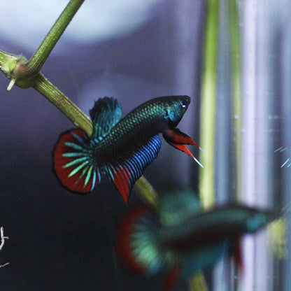 Wild Betta Imbellis Green – HIGH QUALITY MALE- FranksBettas Genetics