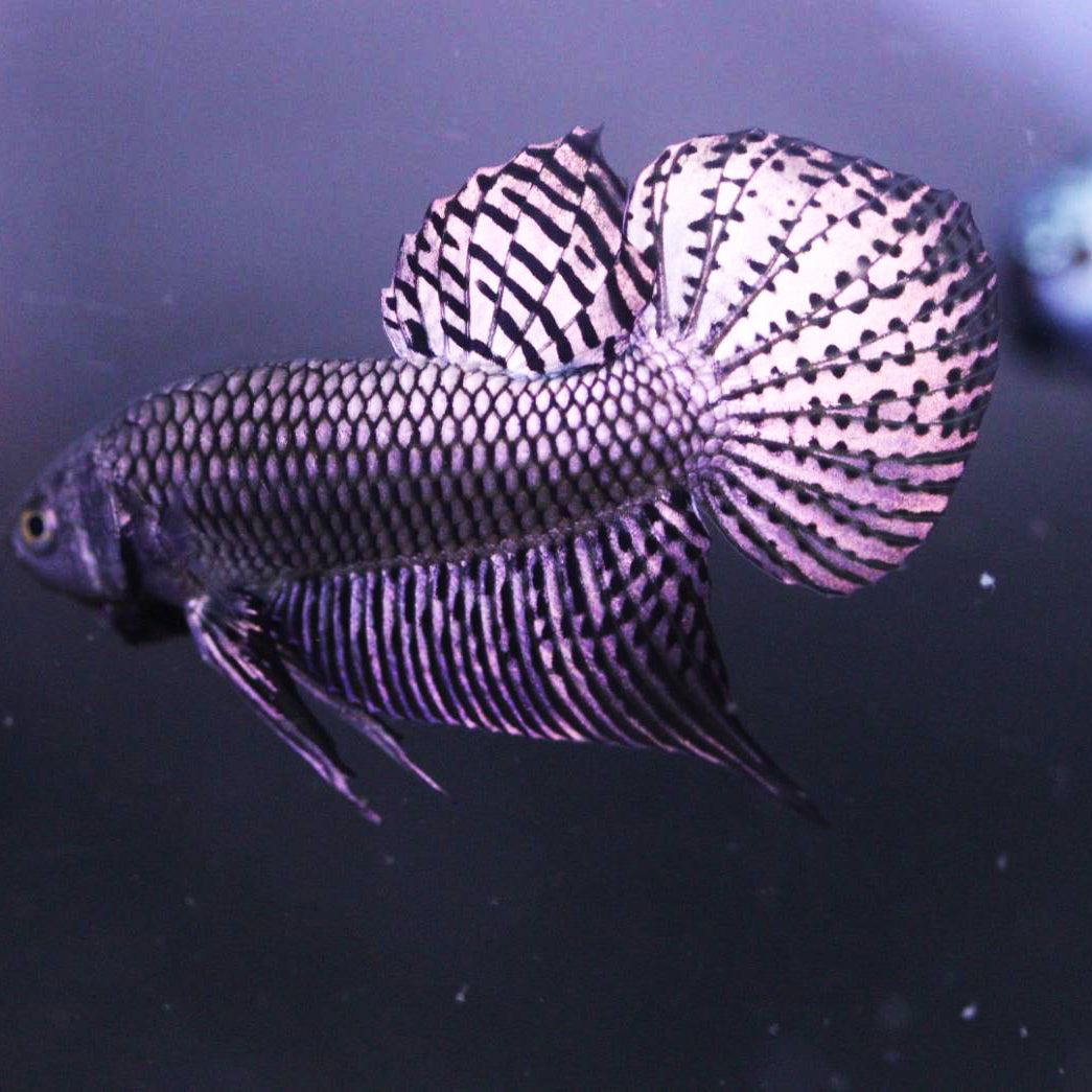 Wild Betta Alien Copper High quality Male – FranksBettas Genetics