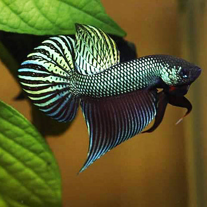 Wild Betta Smaragdina Green– HIGH QUALITY MALE