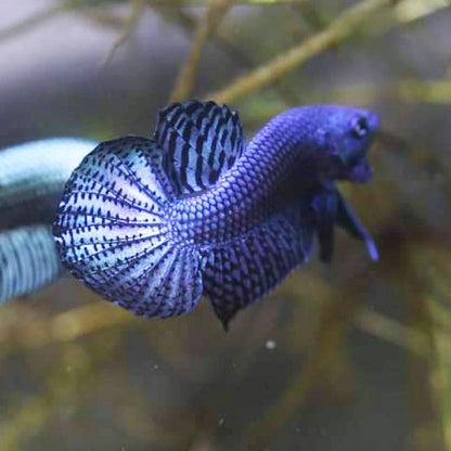 Wild Betta Alien Blue HIGH QUALITY MALE – FranksBettas