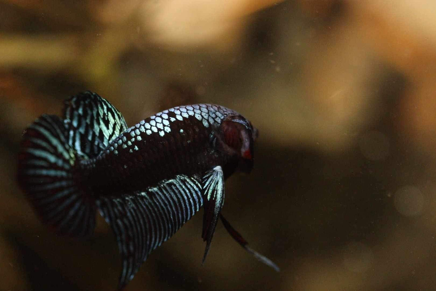 Alien Samurai Steel Grey Male
