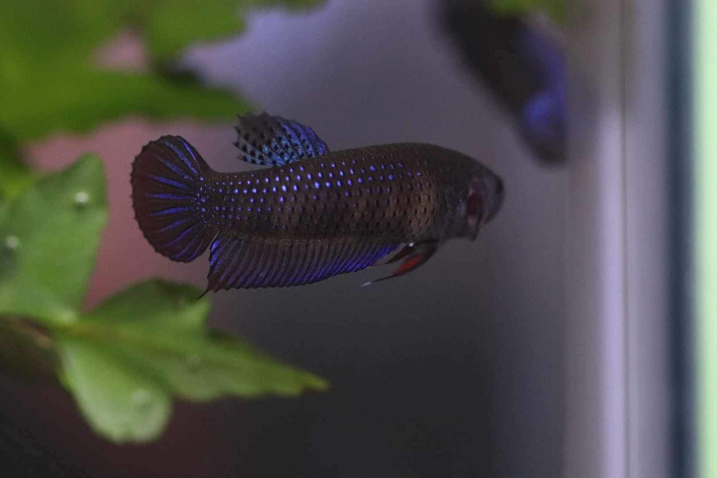 Wild Betta Imbellis Blue  HIGH QUALITY FEMALE- FranksBettas Genetics