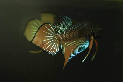 Orange Splenden High quality Male