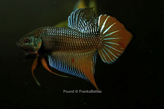 Wild Betta Splenden Hybrid Male - FranksBettas Bloodline