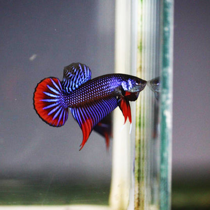 Betta Imbellis Blue red High quality Male