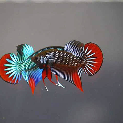 Betta Imbellis Grey/Steel Male Hybrid - FranksBettas Bloodline