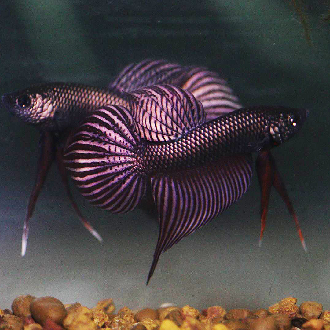 Wild Betta Smaragdina Copper – HIGH QUALITY MALE