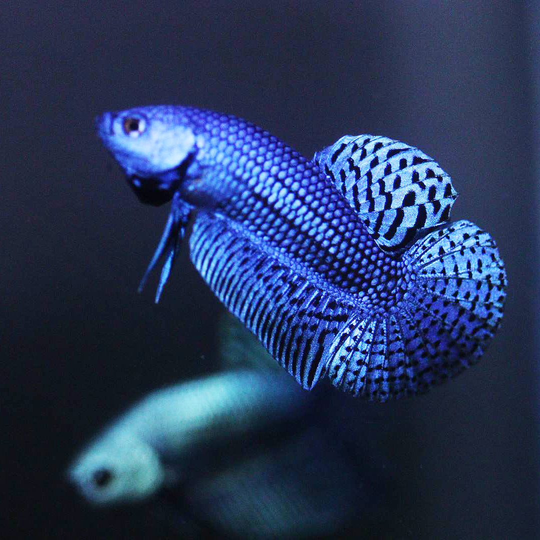 Wild Betta Alien Blue HIGH QUALITY MALE – FranksBettas