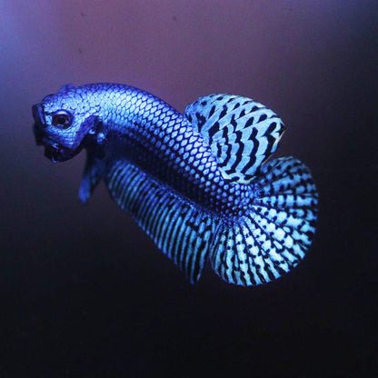 Wild Betta Alien Blue HIGH QUALITY MALE – FranksBettas