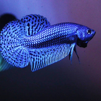 Wild Betta Alien Blue HIGH QUALITY MALE – FranksBettas