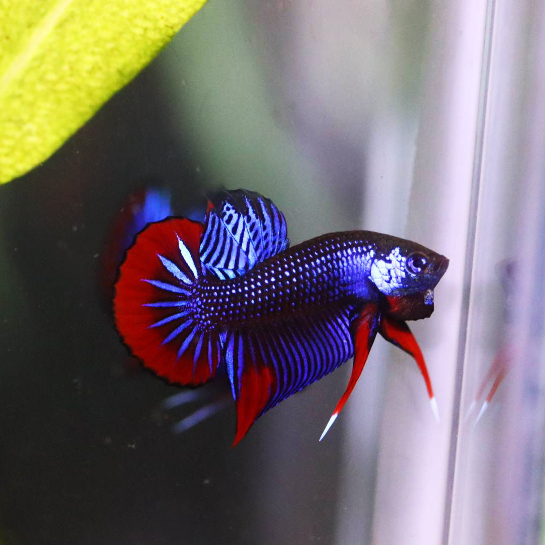 Betta Imbellis Blue red High quality Male