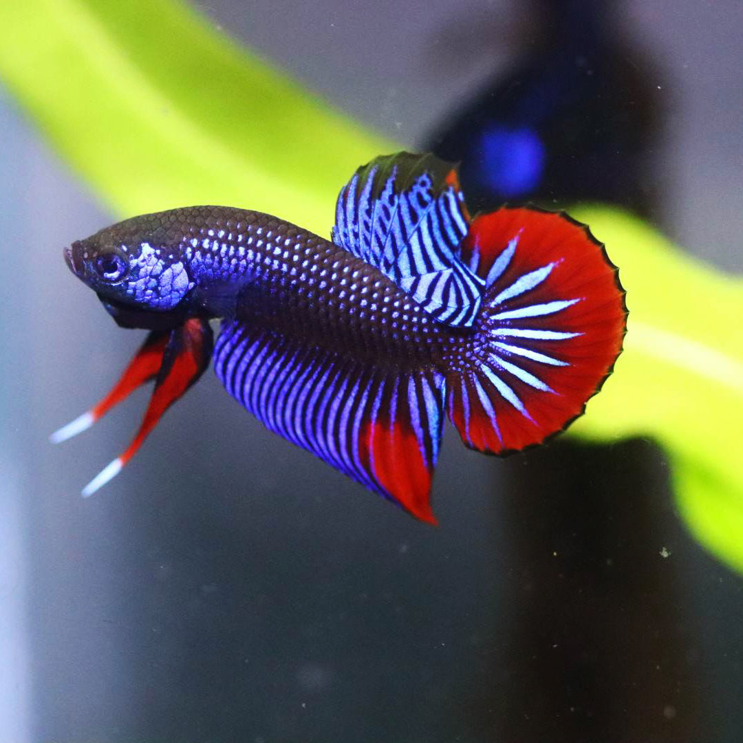 Betta Imbellis Blue red High quality Male