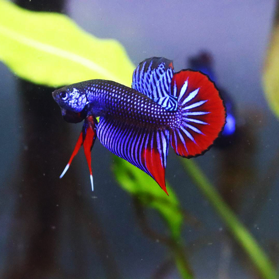 Wild Betta Imbellis Blue– HIGH QUALITY MALE- FranksBettas Genetics