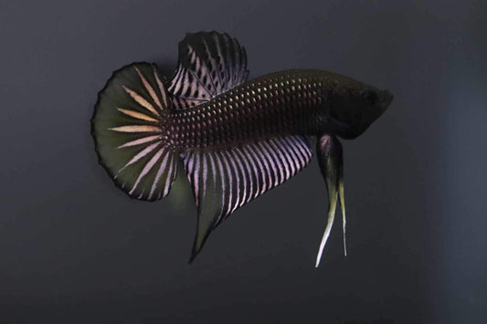 Wild Betta Siamorentalis Yellow sunrise Male Hybrid - Franksbettas Bloodline