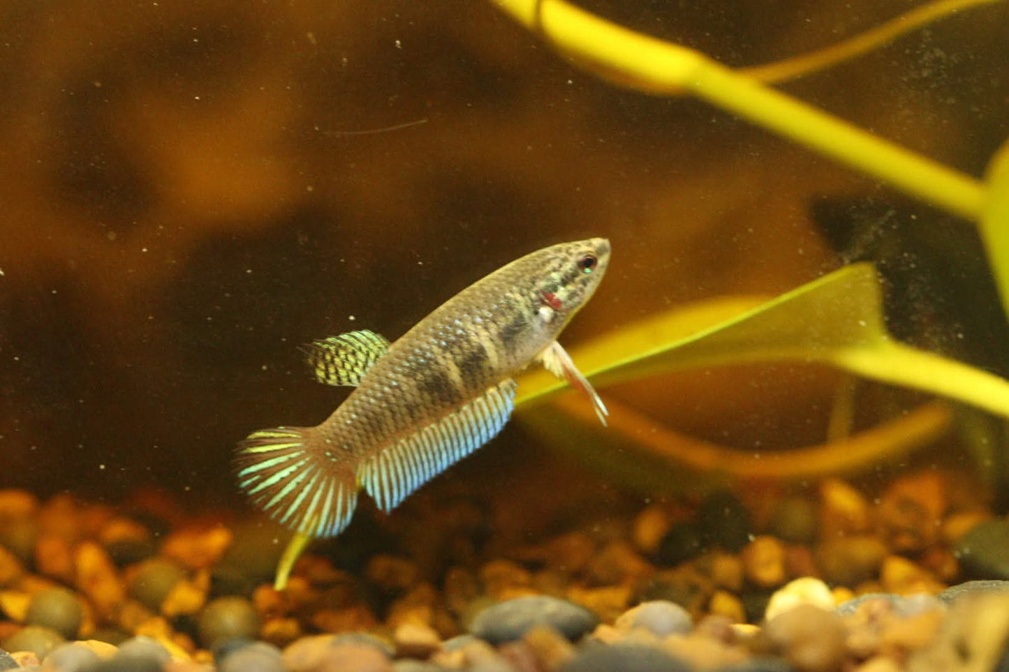 Wild original betta Splenden  Female