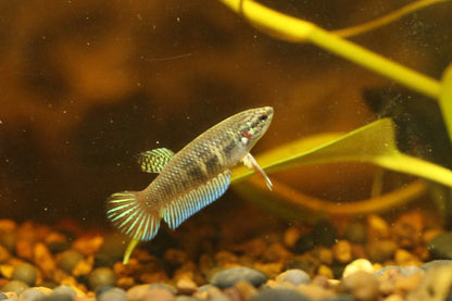 Wild original betta Splenden  Female