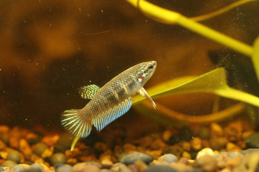 Wild original betta Splenden  Female
