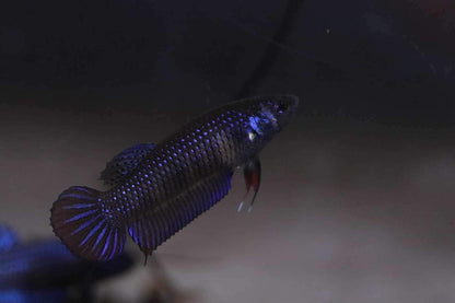 Wild Betta Imbellis Blue  HIGH QUALITY FEMALE- FranksBettas Genetics