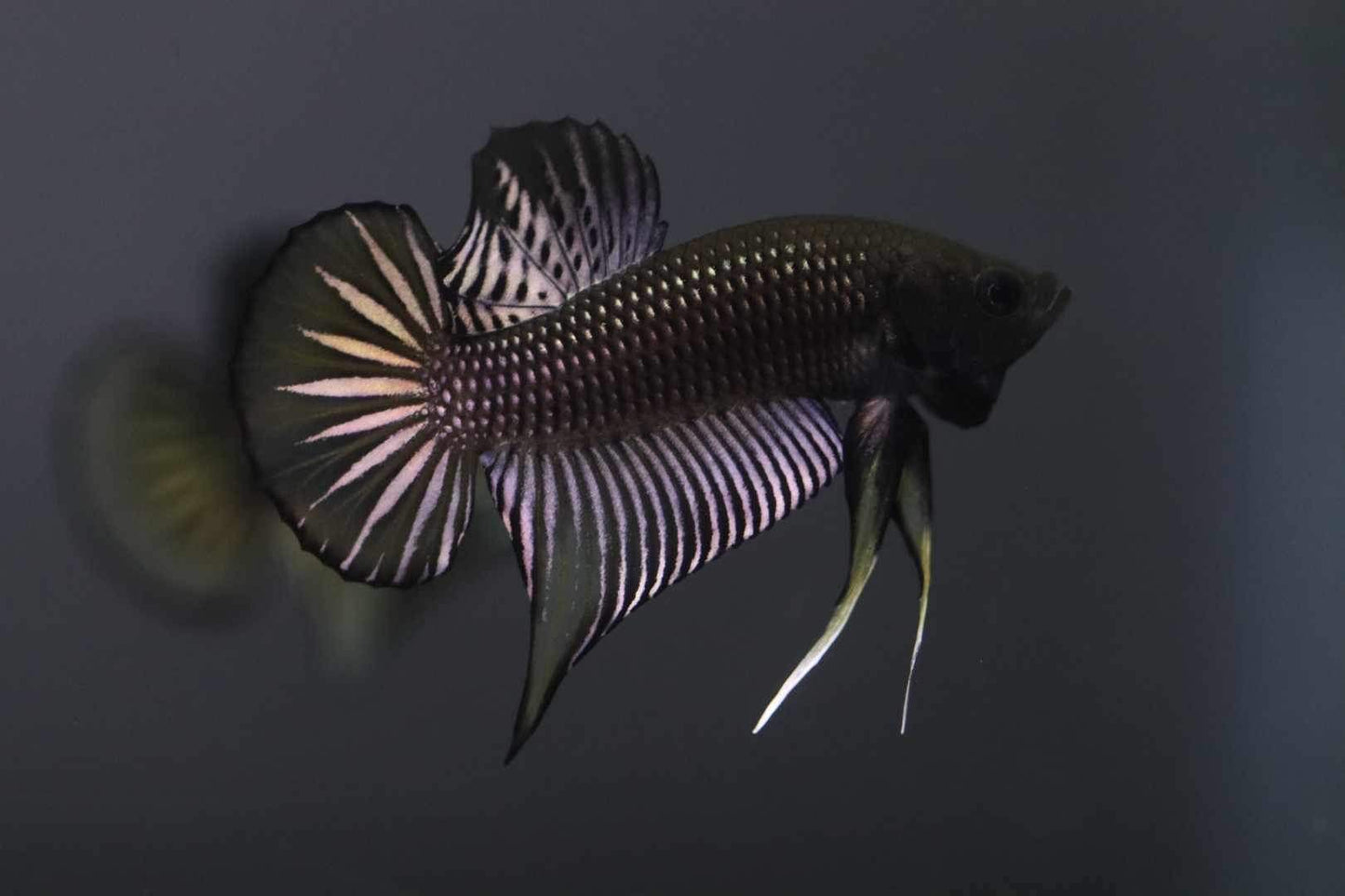 Wild Betta Siamorentalis Yellow sunrise Male Hybrid - Franksbettas Bloodline