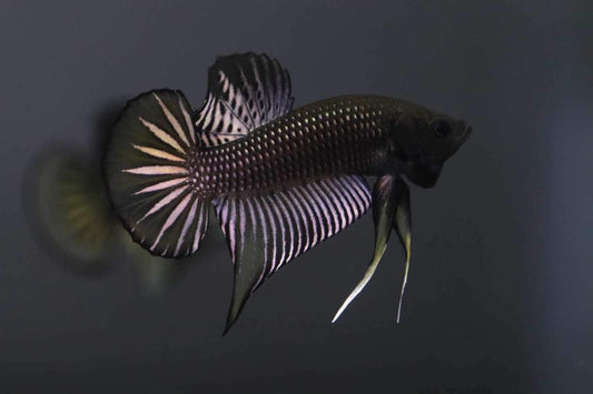 Wild Betta Siamorentalis Yellow sunrise Male Hybrid - Franksbettas Bloodline