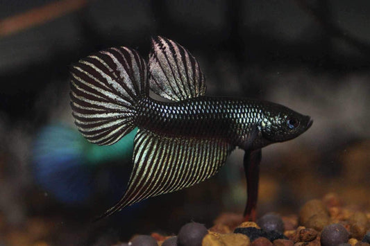 Smaragdina Carbon Male - Rare unique line from FranksBettas