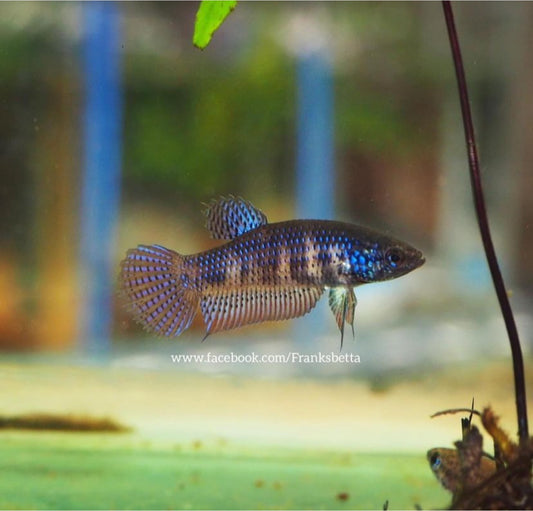 Wild Betta Smaragdina Guitar Blue Hybrid High quality Female - FranksBettas bloodline