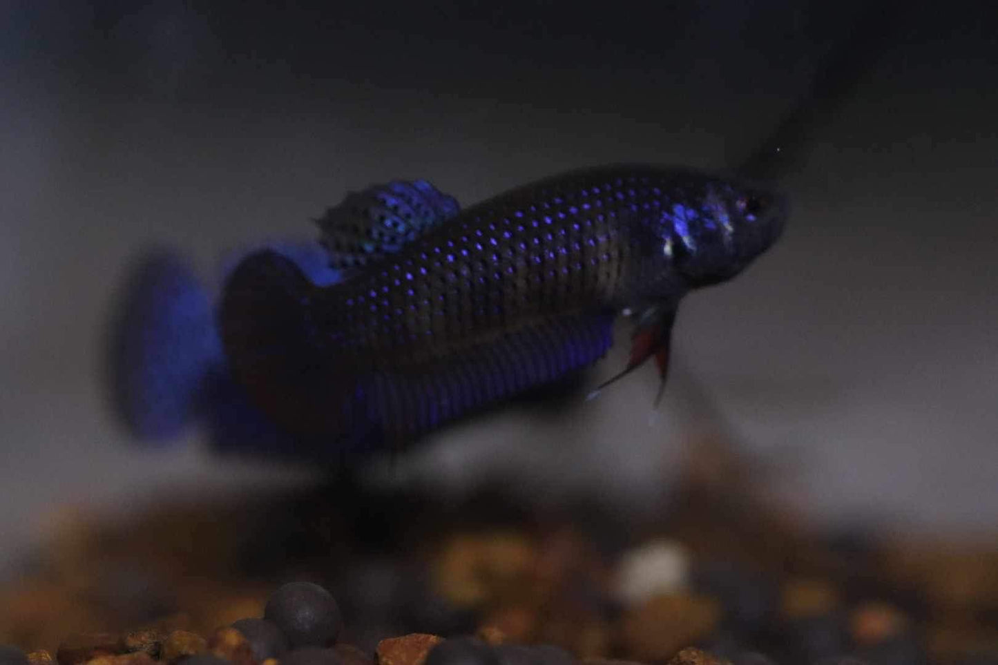 Wild Betta Imbellis Blue  HIGH QUALITY FEMALE- FranksBettas Genetics