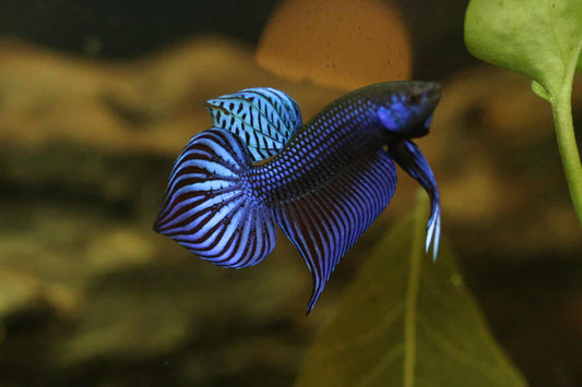 Wild Betta Blue Mahachaiensis Hybrid High quality Male - FranksBettas bloodline