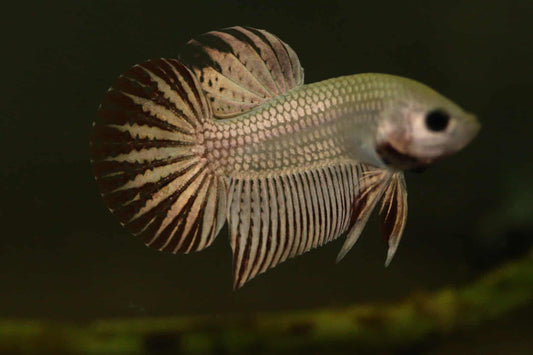 Alien Betta Gold Unique to FranksBettas - SUPER RARE wild Type hybrid