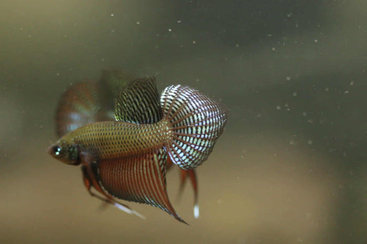 Rare Wild Betta Smaragdina guitar Carbon Hybrid Male - FranksBettas bloodline