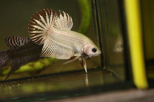 Alien Betta Gold Unique to FranksBettas - SUPER RARE wild Type hybrid