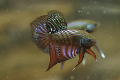 Rare Wild Betta Smaragdina guitar Carbon Hybrid Male - FranksBettas bloodline