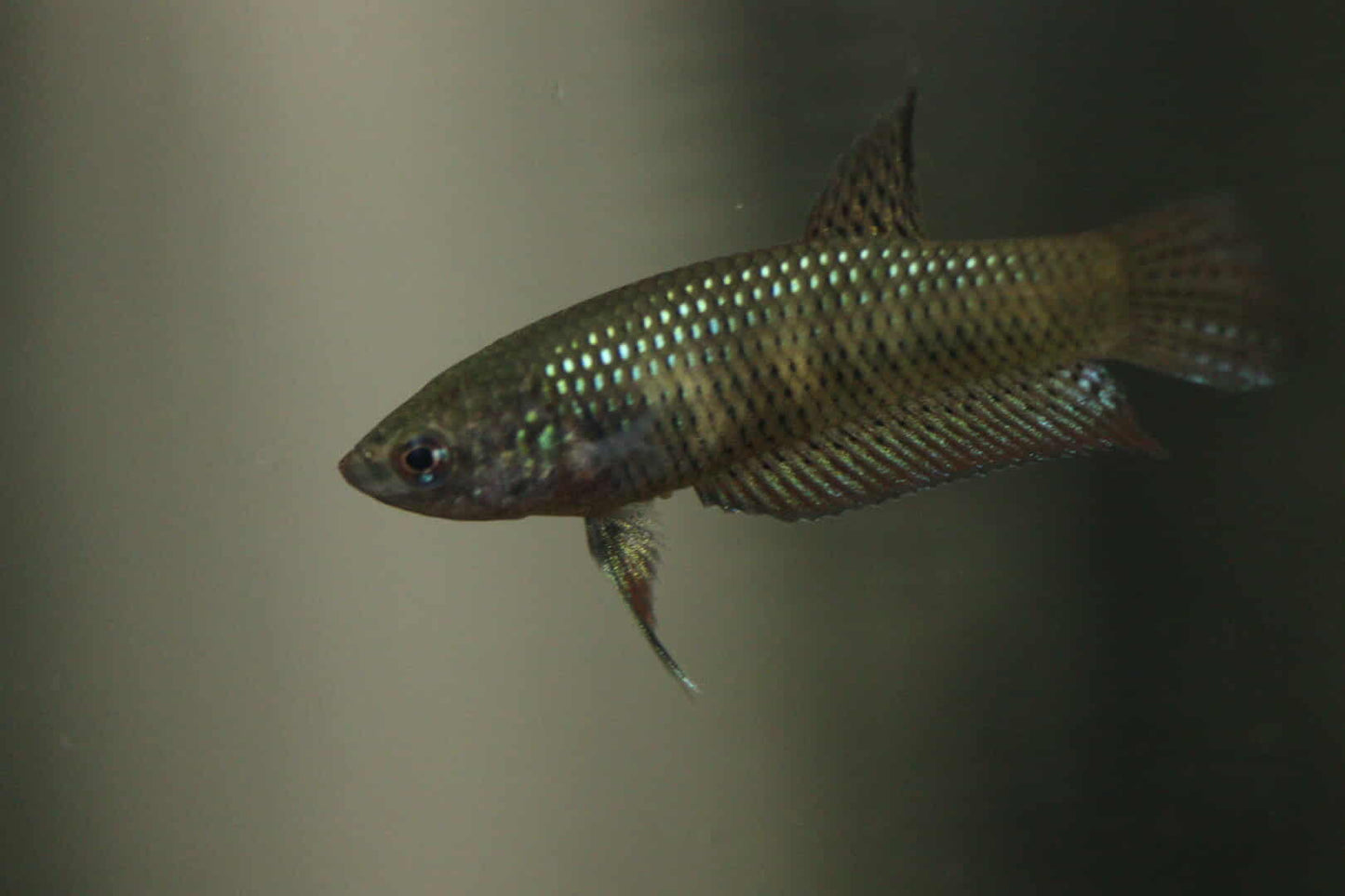 Wild Betta Smaragdina Guitar Carbon Female - High quality - FranksBettas