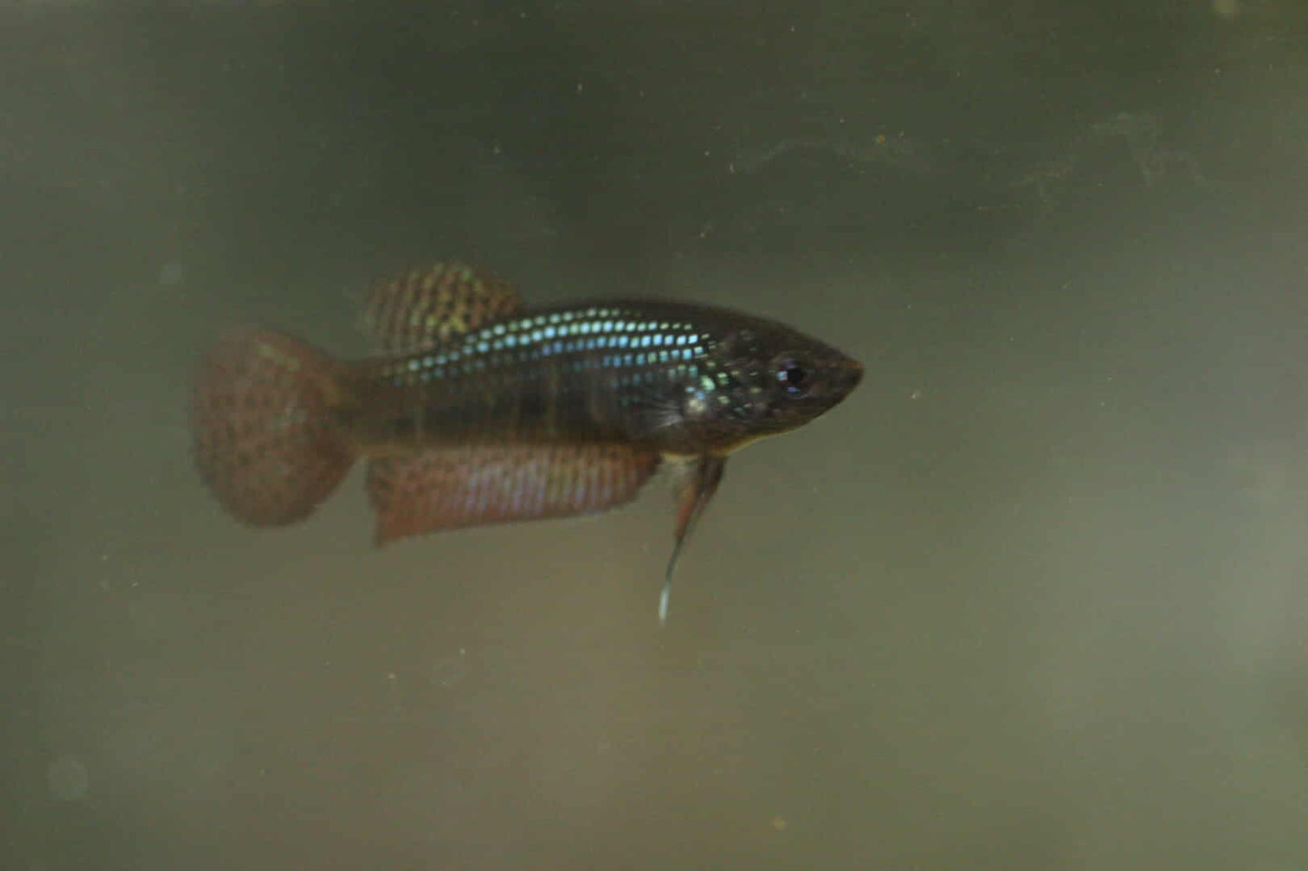 Wild Betta Smaragdina Guitar Carbon Female - High quality - FranksBettas