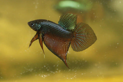 Rare Wild Betta Smaragdina guitar Carbon Hybrid Male - FranksBettas bloodline